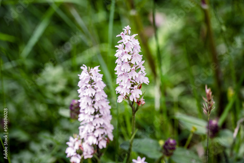 Inflorescence of a Heath Spotted-orchid or Dactylorhiza maculata in summer in England
