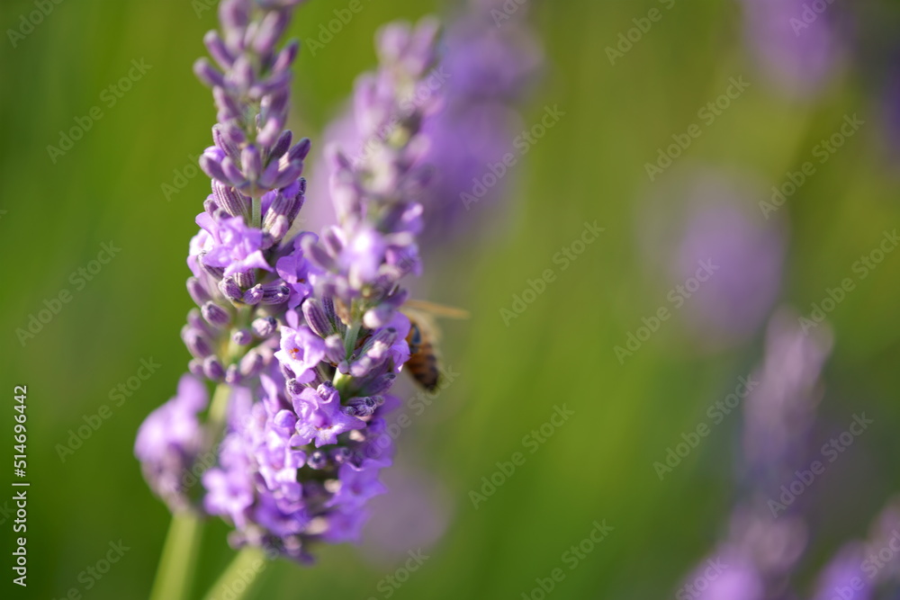 The lavender fields in this town are just lovely