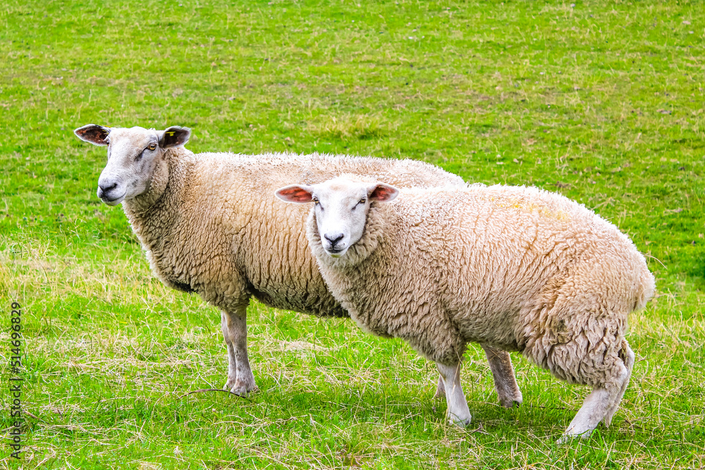 Sheep graze on green meadow in moorland Lower Saxony Germany. Sheep graze on green meadow in moorland Lower Saxony Germany.