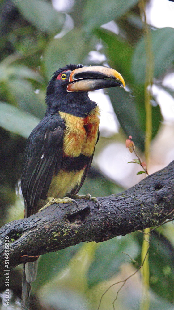 Pale-mandibled aracari (Pteroglossus erythropygius) in a tree in Mindo, Ecuador Pale-mandibled aracari (Pteroglossus erythropygius) in a tree in Mindo, Ecuador