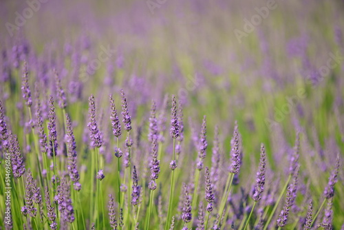 The lavender fields in this town are just lovely.