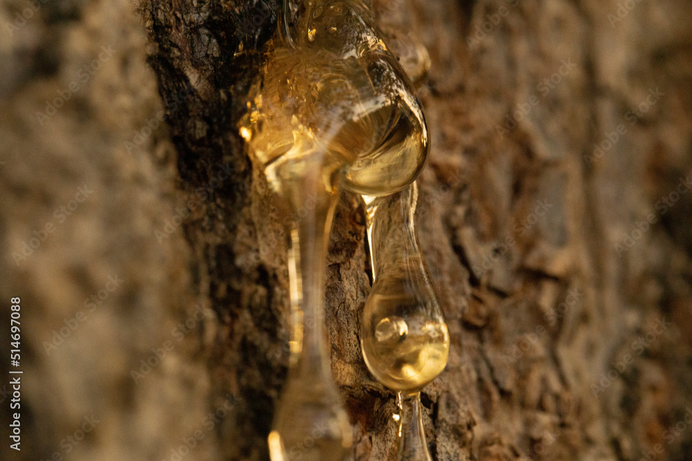 Resin liquid from the tree Resin liquid from the tree