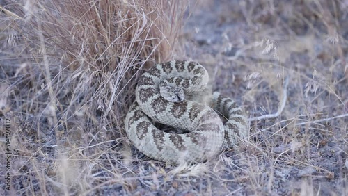  Great basin rattlesnake coiled to strike with only tongue moving