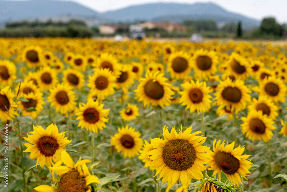 Maremma, fields of sunflowers. Maremma, fields of sunflowers.