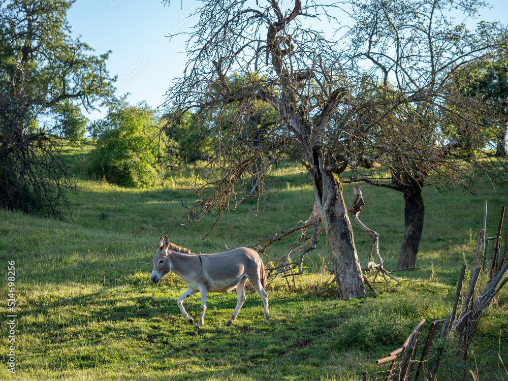 Naklejka premium Junge Esel auf der Koppel