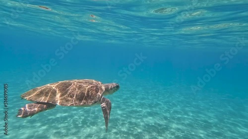 Caretta sea turtle swimming underwater in slowmotion