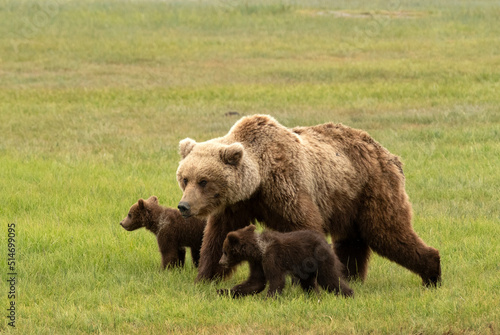 Cuadro en lienzo Alaskan Coastal Brown Bears At Lake Clark