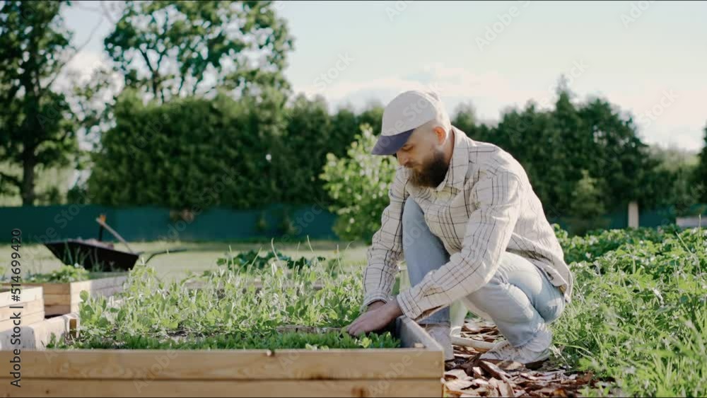 Man planting young vegetables in garden on a sunny day. Homegrown vegetables, environmental protection. Man weeds his patches in a garden. High quality 4k footage Man planting young vegetables in garden on a sunny day. Homegrown vegetables, environmental protection. Man weeds his patches in a garden. High quality 4k footage