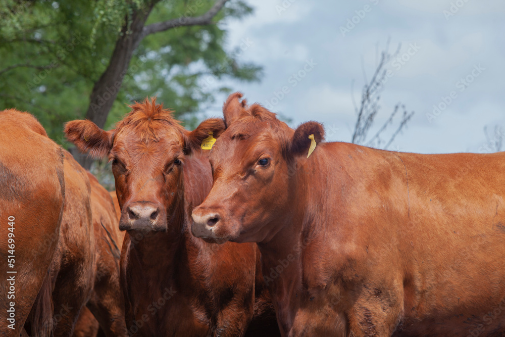 vacas marrones en el campo vacas marrones en el campo