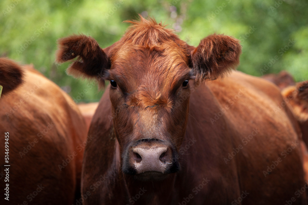 vacas marrones en el campo 