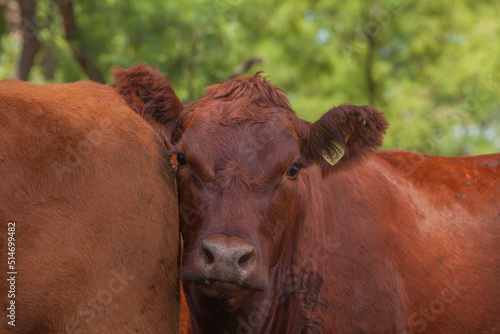 vacas marrones en el campo 