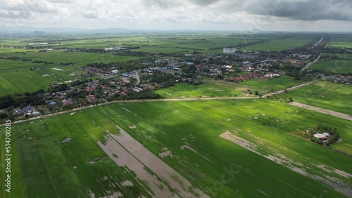 Fototapeta Naklejka Na Ścianę i Meble -  The Paddy Rice Fields of Kedah and Perlis, Malaysia