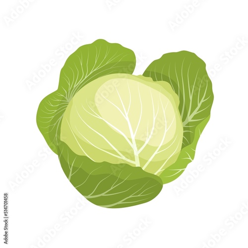 Vector illustration, fresh cabbage isolated on white background, healthy vegetable design element, for a template or recipe image.