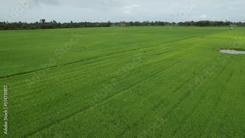 The Paddy Rice Fields of Kedah and Perlis, Malaysia photo