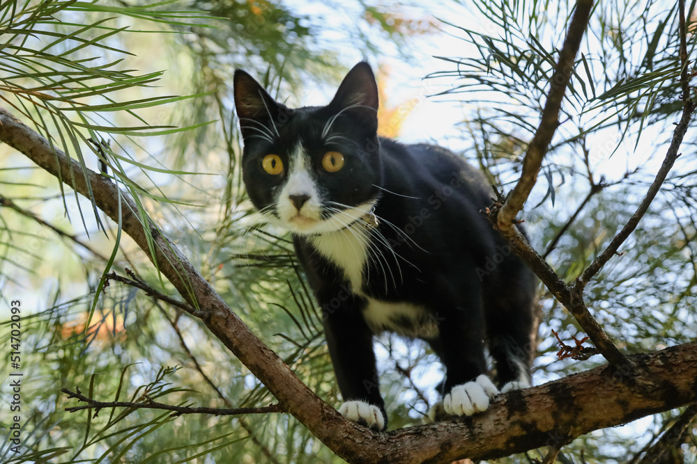 Funny black and white cat stuck in tree
