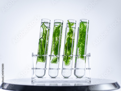 Sea grapes in glass test tube in laboratory.