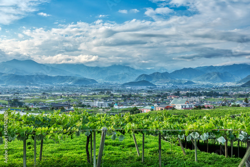 (山梨県-都市風景)勝沼のぶどう園風景１