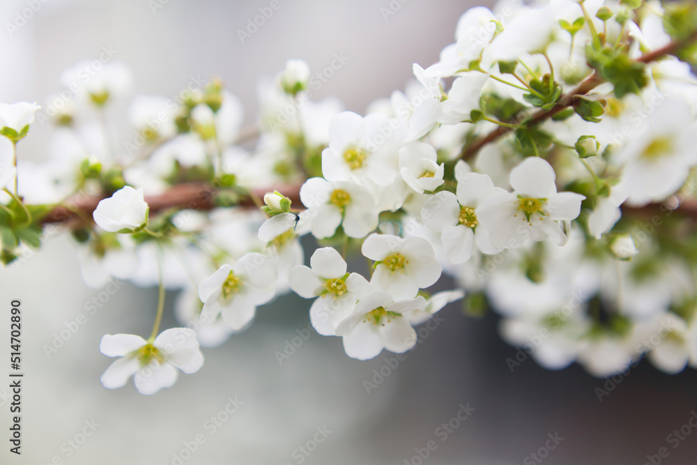 Fototapeta premium 雪柳の花 