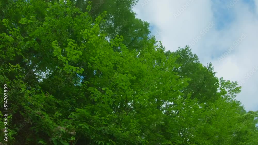 緑色が鮮やかな春の植物 緑色が鮮やかな春の植物