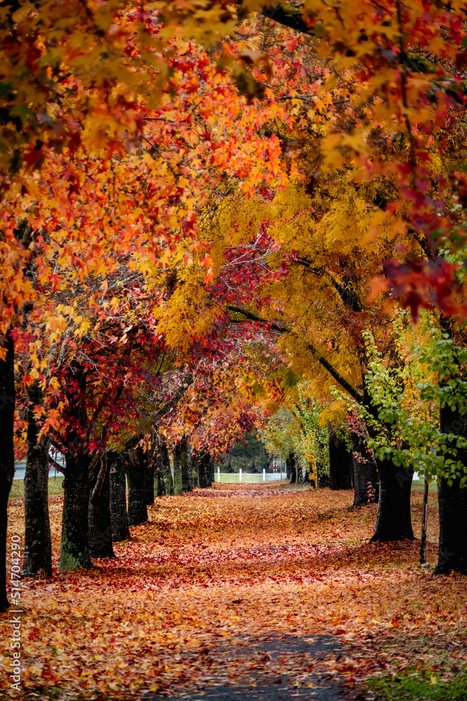 Naklejka premium autumn alley in the park