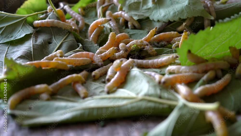 Close up Silkworm eating mulberry green leaf Close up Silkworm eating mulberry green leaf