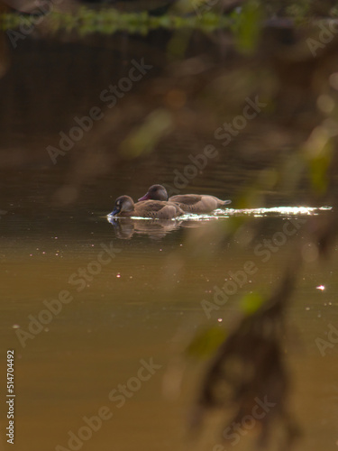 portrait format image of a couple of birds known as Brazilian Teal (Amazonetta brasiliensis), swimming side by side in a serene lake.
