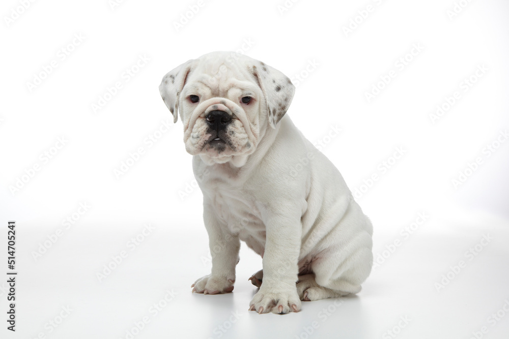 English Bulldog Puppy photographed on a white back ground English Bulldog Puppy photographed on a white back ground