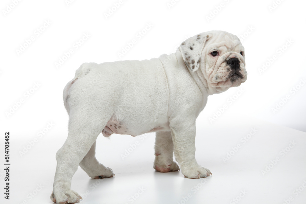 English Bulldog Puppy photographed on a white back ground