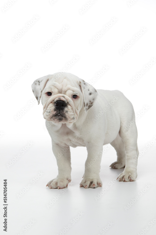 English Bulldog Puppy photographed on a white back ground