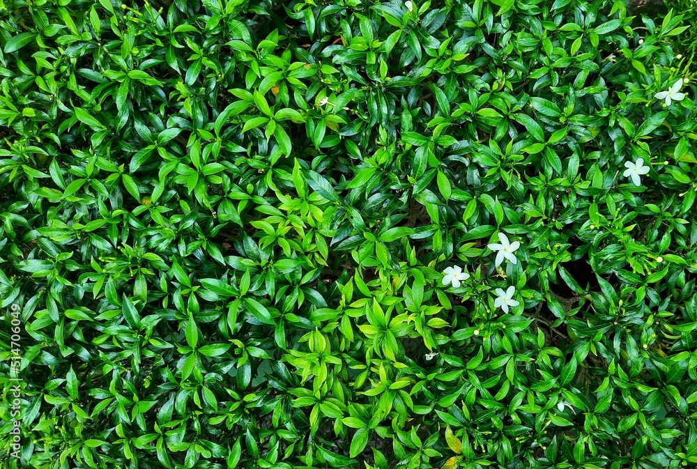 green flower plant green flower plant