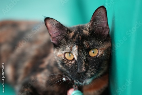 Cute cat with orange eyes lying on grey textile sofa at home. Soft fluffy purebred short hair straight-eared kitty. Background, copy space, close up.