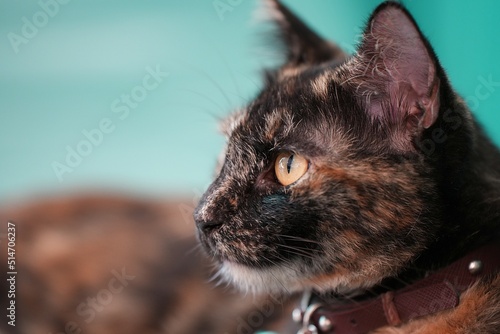Eye focus on cute cat with orange eyes lying on grey textile sofa at home. Soft fluffy purebred short hair straight-eared kitty. Background, copy space, close up.