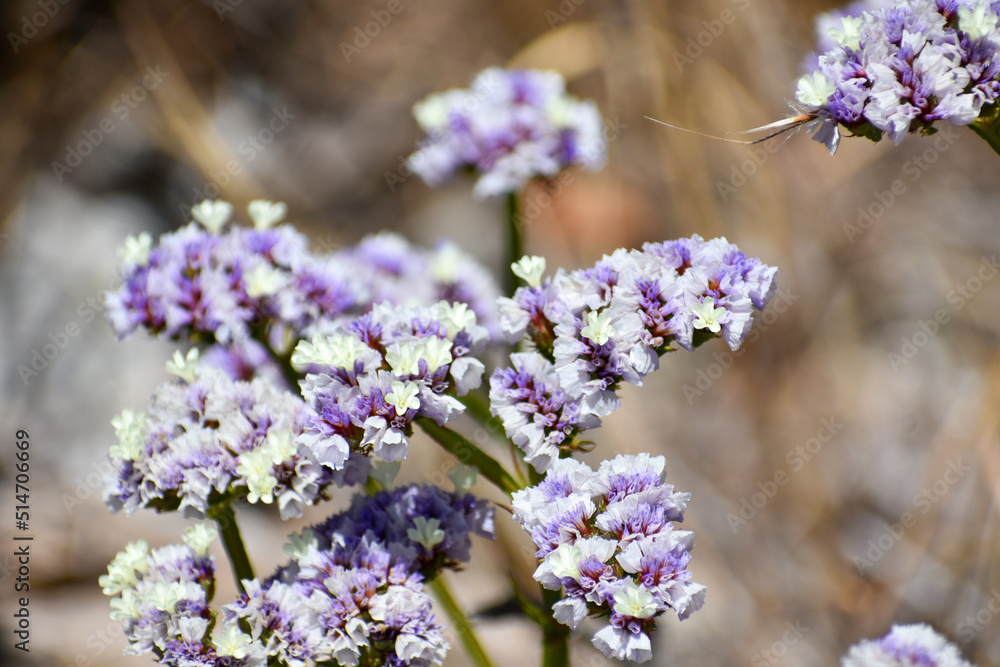 Obraz premium flowers in spring