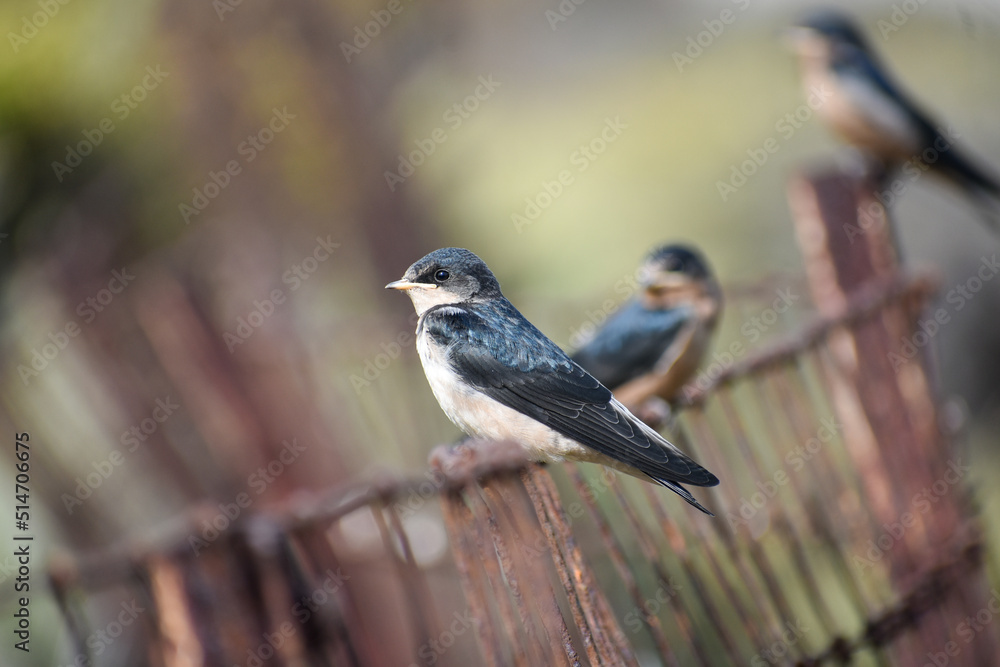 Naklejka premium Fading sparrows