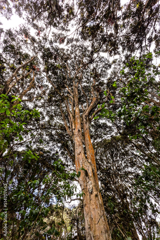 Fototapeta premium Arrayanes forest