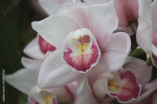 Принти на полотні An edible delicacy in its floral form the boat orchid blooms in pale white and p