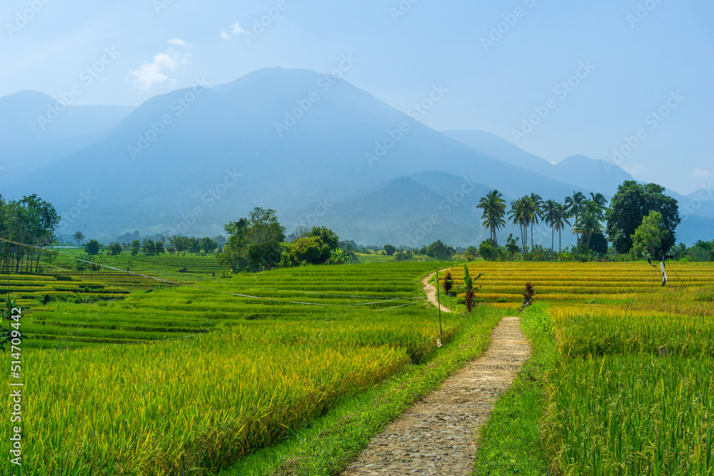 Indonesia's natural landscape with village road infrastructure and yellow rice when the weather is sunny