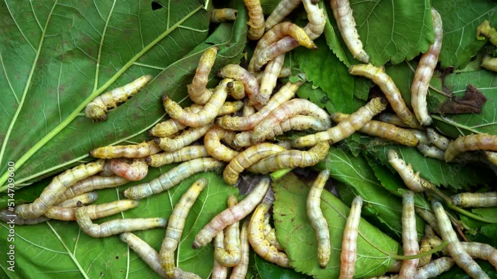 Close up Silkworm eating mulberry green leaf Close up Silkworm eating mulberry green leaf