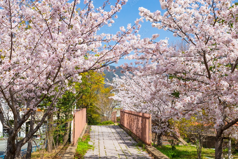 都賀川沿いの桜風景　神戸市灘区にて