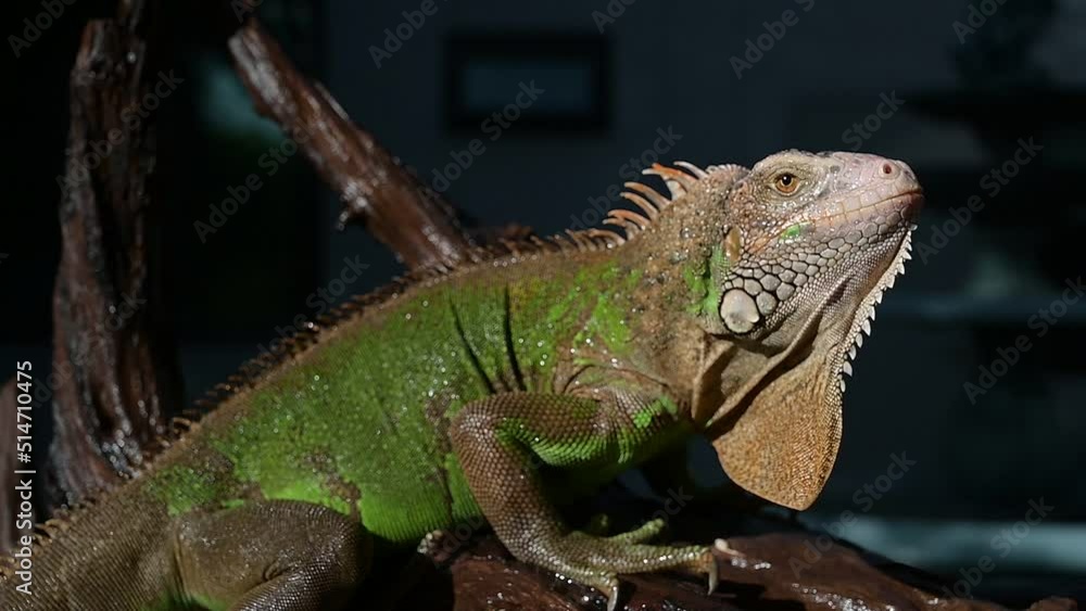 lizard, animal, green lizard with blur background
lizard, animal, green lizard with blur background