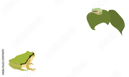 見つめ合うアマガエル