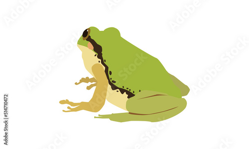 見上げるアマガエル
