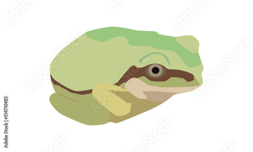 香箱座りをするアマガエル