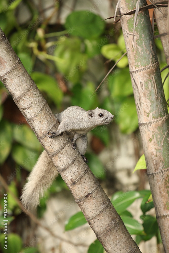 Gray squirrel with fluffy tail perched on a cream-colored betel nut prepare to jump Gray squirrel with fluffy tail perched on a cream-colored betel nut prepare to jump