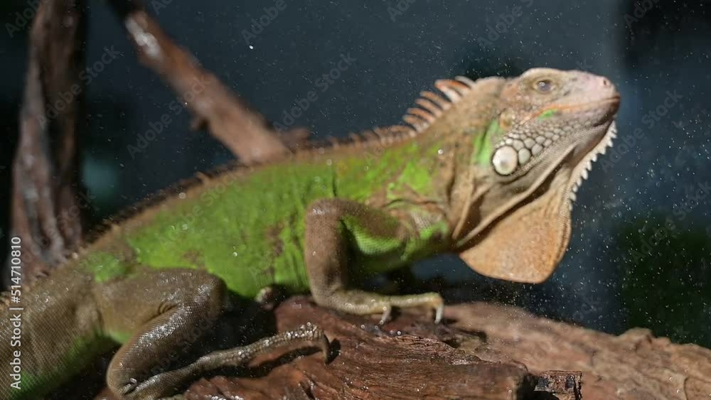 lizard, animal, green lizard with blur background
lizard, animal, green lizard with blur background