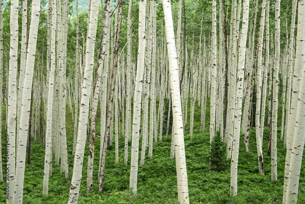 Fototapeta premium Aspens