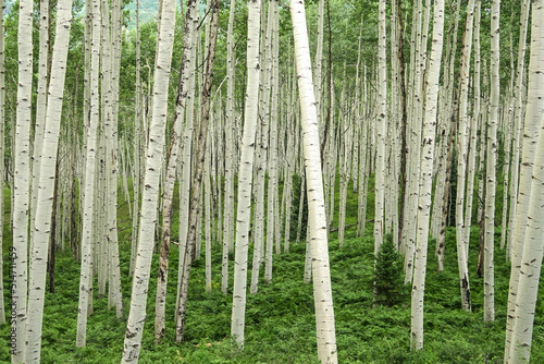 Aspens