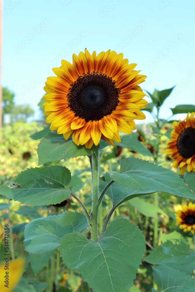 Obraz premium Sunflowers