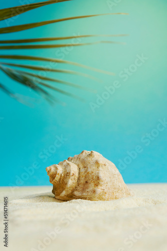 Beautiful rapana shell on the sandy beach. Summer vacation background.