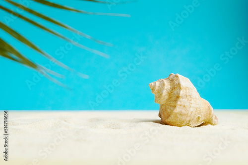 Beautiful rapana shell on the sandy beach. Summer vacation background.